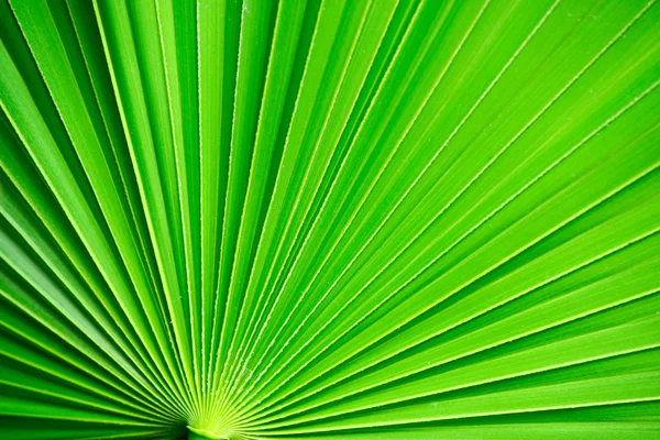 Texture fogliare verde — Foto Stock