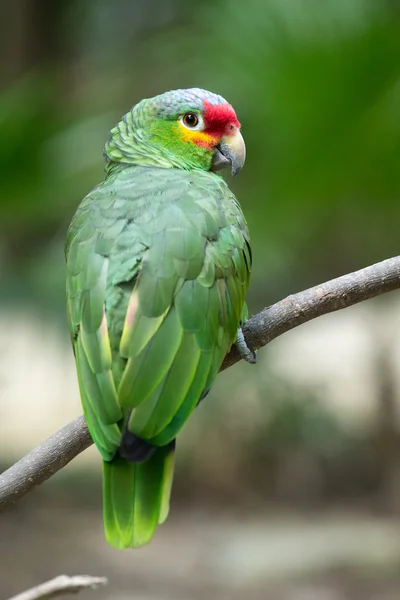 Pássaro de papagaio na natureza — Fotografia de Stock