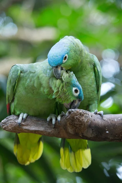 Pássaros de papagaio sentados no poleiro — Fotografia de Stock