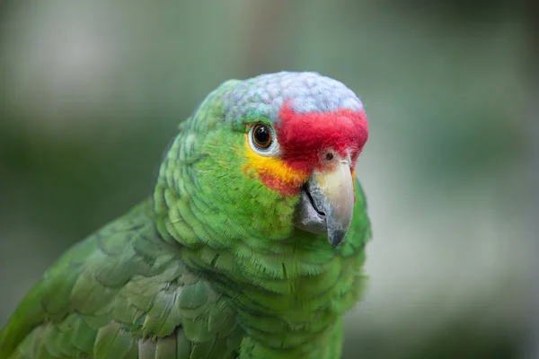Papuga ptak na charakter — Zdjęcie stockowe