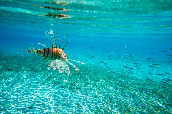 León peces nadando — Foto de Stock