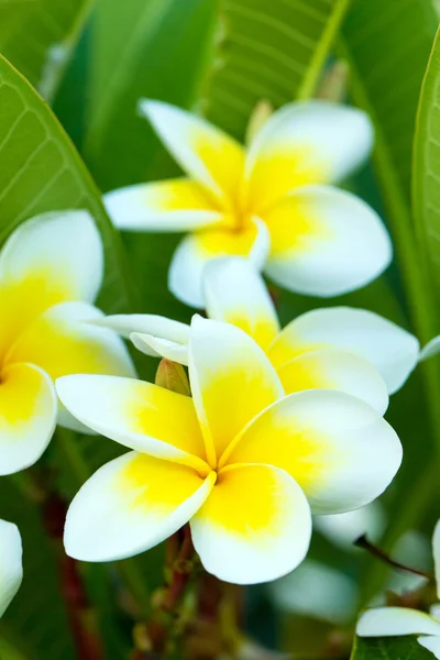 Frangipani bloemen op boom — Stockfoto