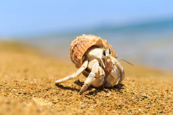 Krab poustevník v šroub shell — Stock fotografie