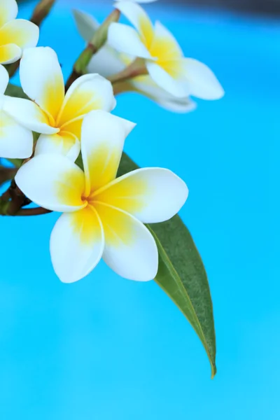 Flores de frangipani na árvore — Fotografia de Stock