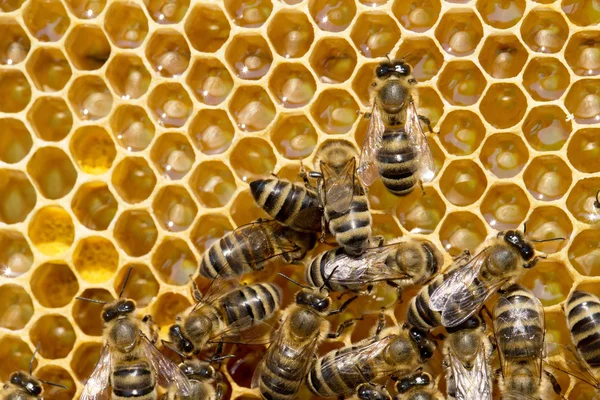 Bienen schwärmen auf Waben — Stockfoto
