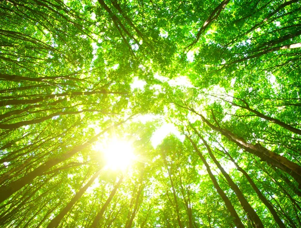 Forest trees in  wood