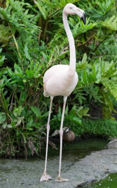 Flamingo kuşu suda
