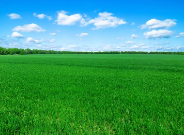 yeşil tarla ve mavi gökyüzü