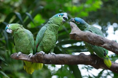 Doğa kuşlarda papağan