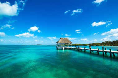 plaj ve tropikal deniz