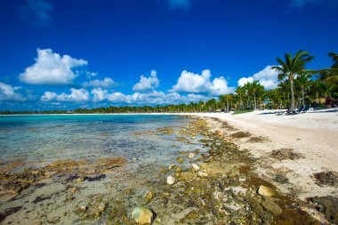 plaj ve tropikal deniz