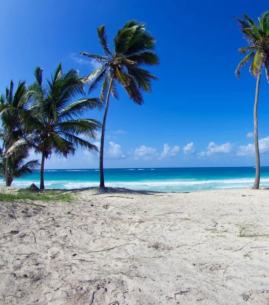 Caribbean clear beach — Stockfoto