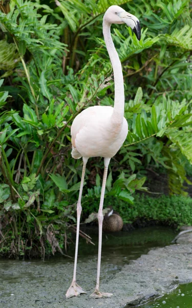 水中のフラミンゴの鳥は — ストック写真