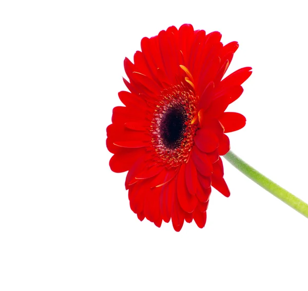 Hermosa gerbera roja — Foto de Stock