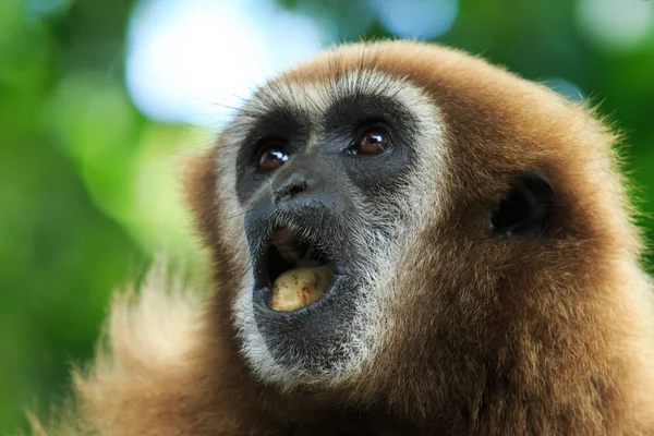 Gibbon állati arc — Stock Fotó