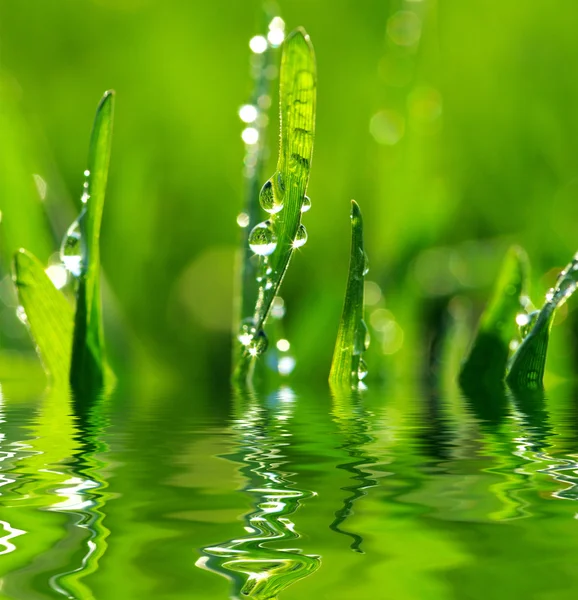 Drops on  blade of grass — Stock Photo, Image