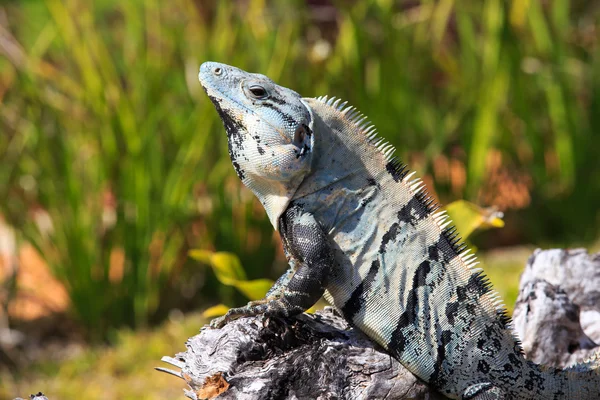 Iguana su ramo d'albero — Foto Stock