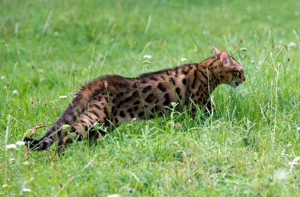 Katze läuft auf Rasen — Stockfoto