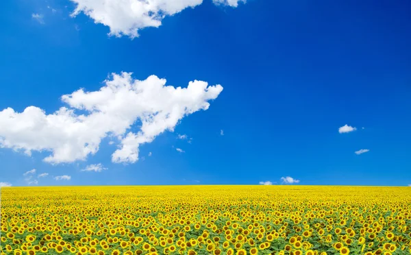 Sunflower field and blue sky — Stock Photo, Image