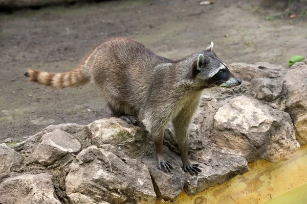 Raccoon animal  on nature — Stock Photo, Image