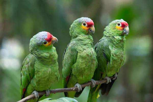 Parrot vogels op aard — Stockfoto