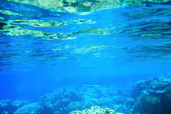 Panorama submarino con peces — Foto de Stock