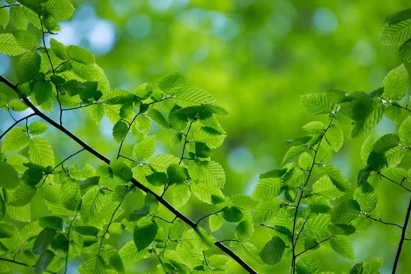 Folhas verdes fundo — Fotografia de Stock