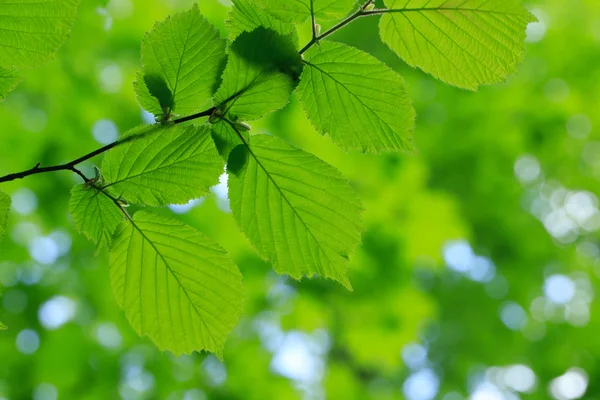 Hojas verdes fondo — Foto de Stock