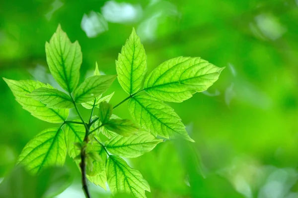 Folhas verdes fundo — Fotografia de Stock