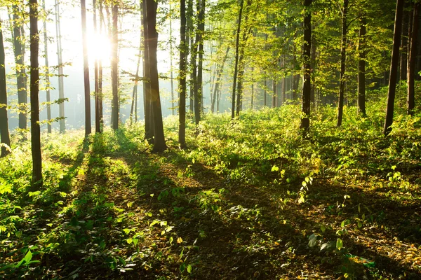 Forest trees in green wood — Stock Photo, Image