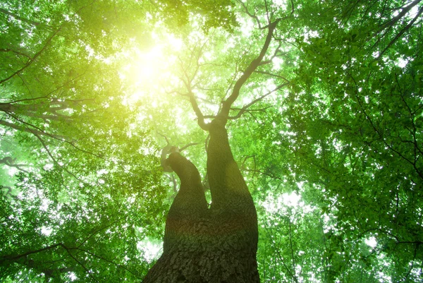Лесные деревья в зеленом лесу — стоковое фото