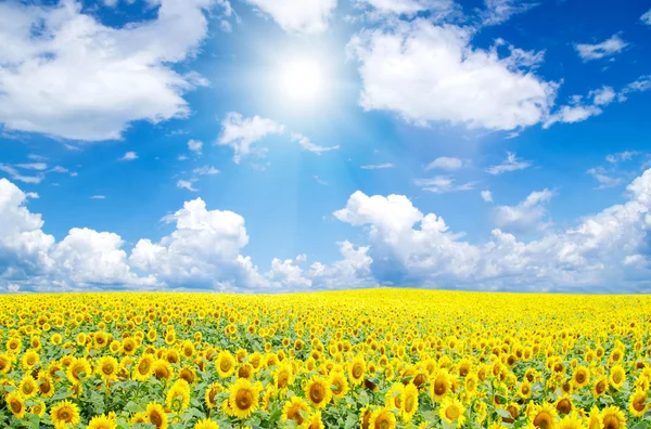 Champ de tournesol et ciel bleu — Photo