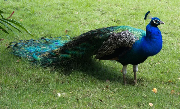 Peacock on  green background — Stock Photo, Image