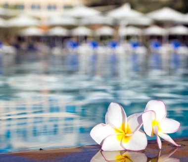 Yüzme Havuzu olarak çiçekler