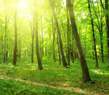 Orman ağaçları ahşap