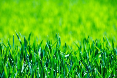 arka planı yeşil çimen