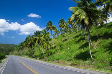 Gökyüzü palmiye ağaçlarının