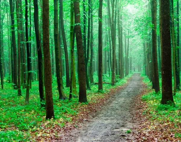 Árboles forestales en madera —  Fotos de Stock