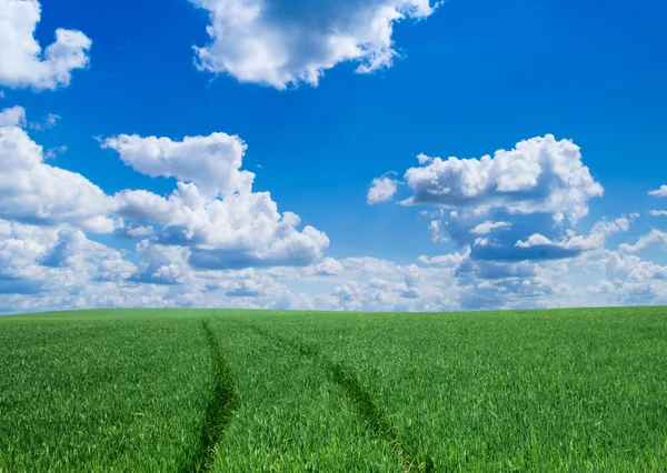 푸른 들판 과푸른 하늘 — 스톡 사진