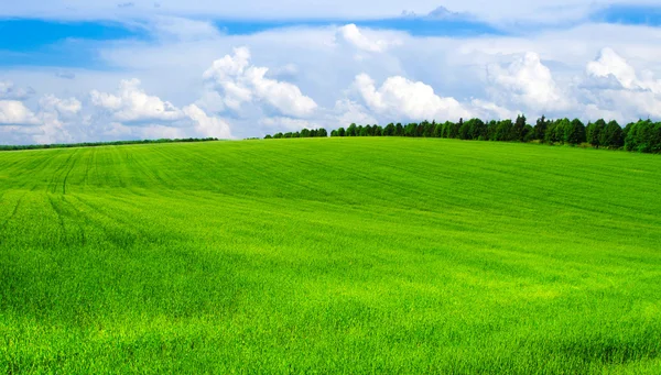 Grönt fält och blå himmel — Stockfoto