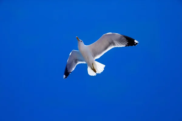 A gaivota voa contra o céu — Fotografia de Stock