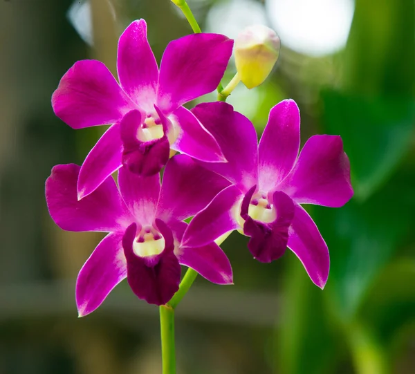 Beautiful Orchid flowers — Stock Photo, Image