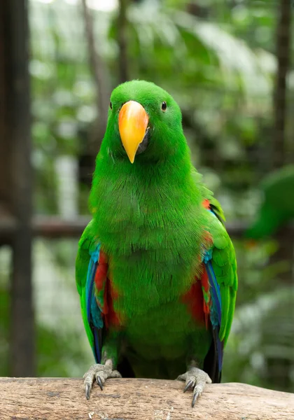 Bel oiseau perroquet — Photo