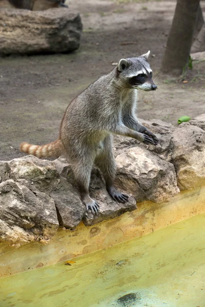 Raccoon  standing and staring intently — Stock Photo, Image