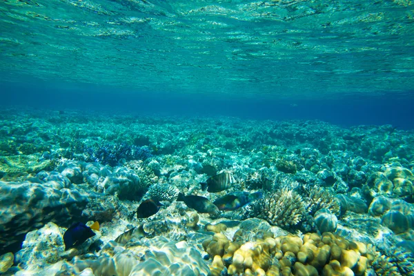 Panorama sous-marin avec des poissons — Photo