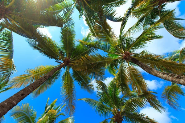 Gökyüzü palmiye ağaçlarının — Stok fotoğraf