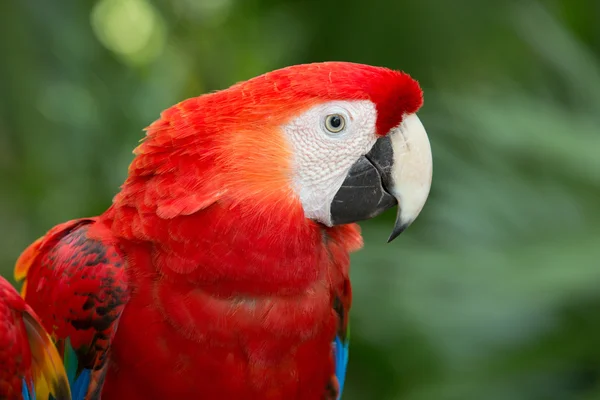 Beautiful parrot bird — Stock Photo, Image