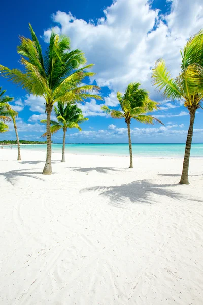 Пальмы и тропический пляж — стоковое фото