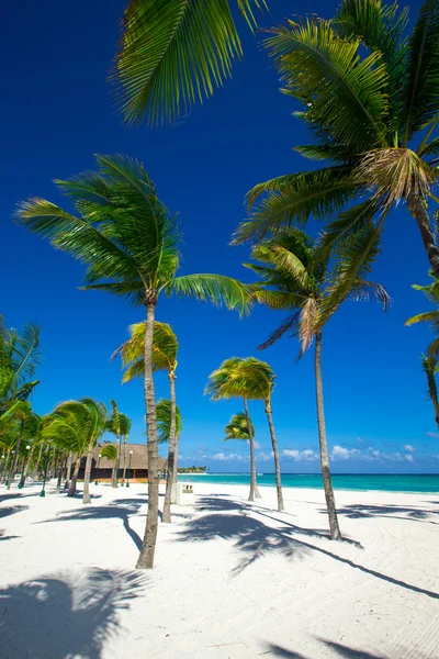 Palmer och tropisk strand — Stockfoto