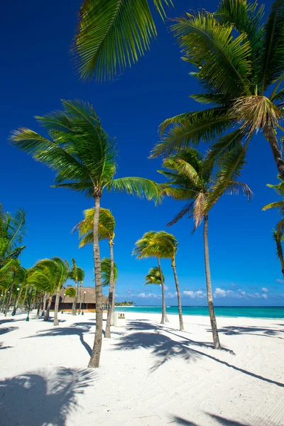 Palmbomen en tropisch strand — Stockfoto